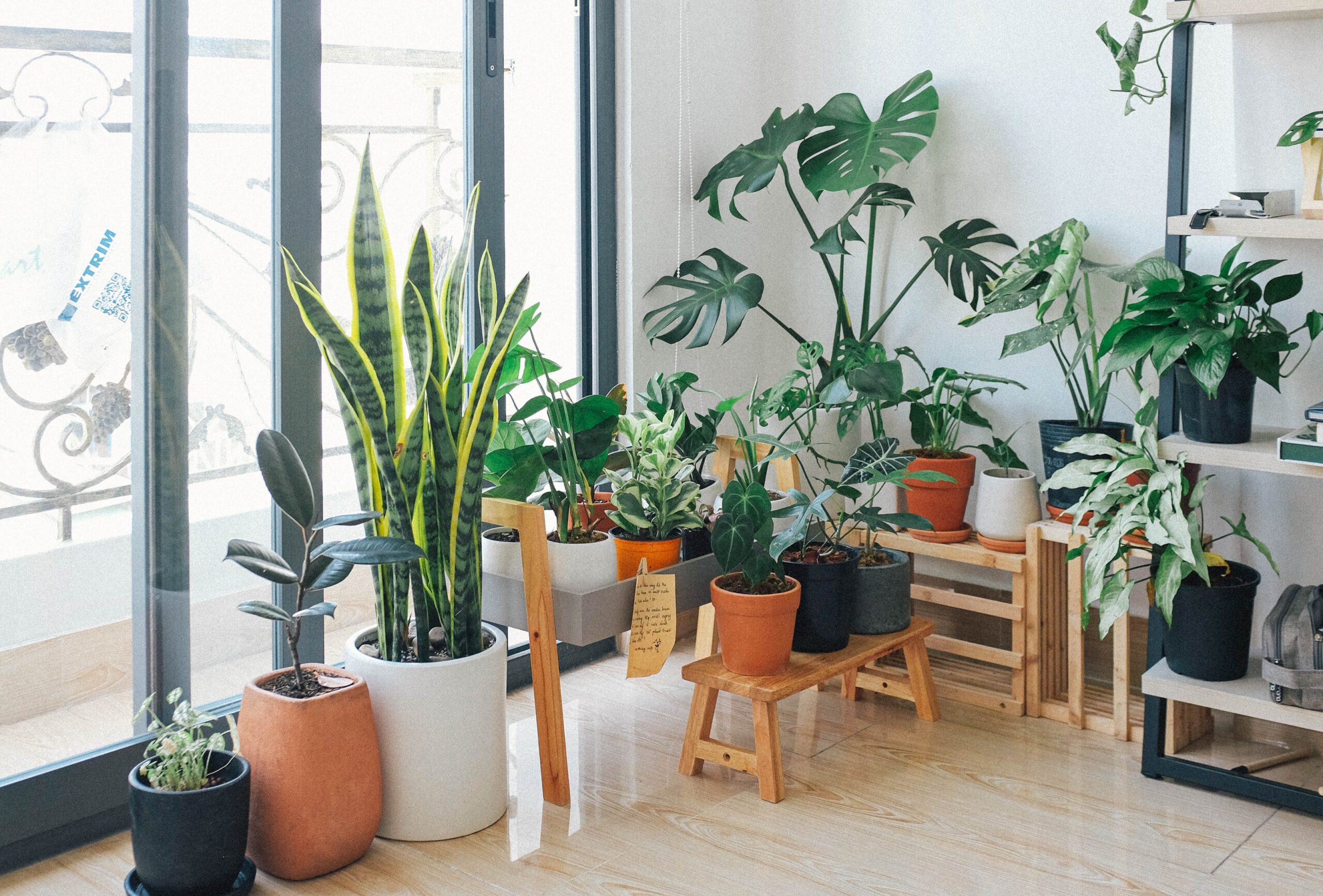 living room bunch of house plants